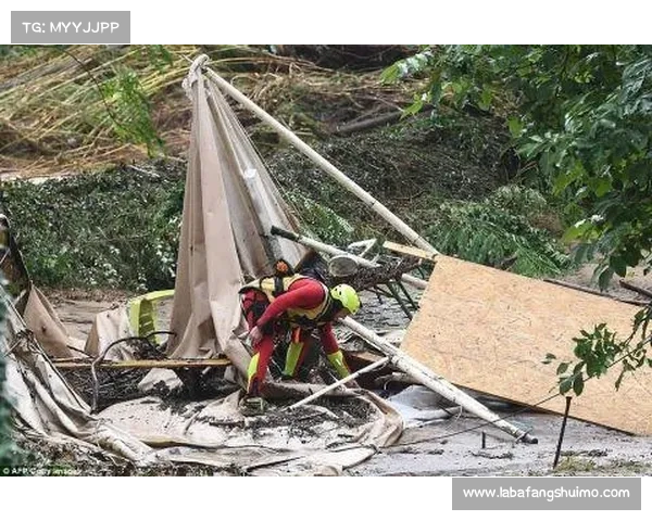 西雅图草皮更换遭虫害困扰紧急空运荷兰草种补救 西雅图草皮更换遭虫害困扰紧急空运荷兰草种补救